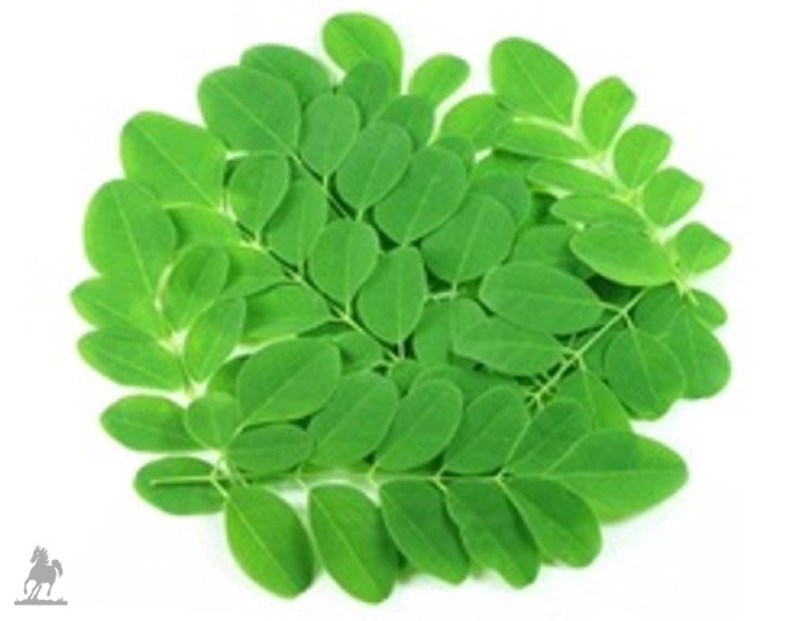 Fresh moringa leaves