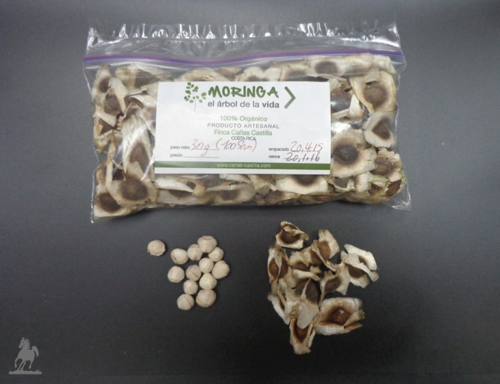 Semillas de moringa